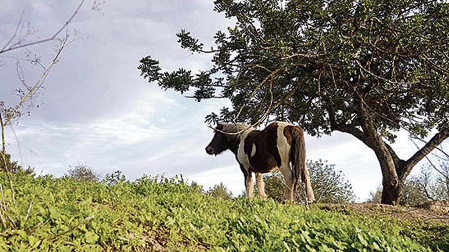 Un poni come algarrobas en Sant Jordi.