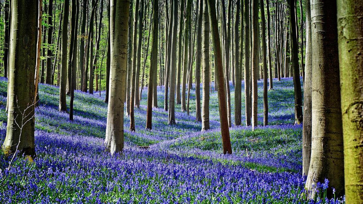Comienza el espectáculo de los jacintos púrpura: la floración en abril del Bosque de Hallerbos