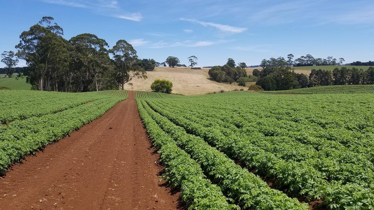 Plantación de patatas.