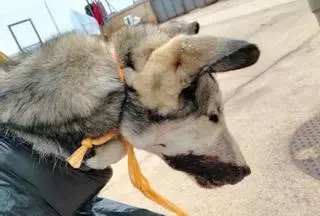 Una zamorana deja a su perro enfermo un mes sin comer: piden cárcel para ella