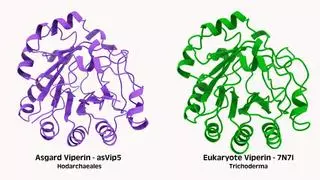 Los microbios más antiguos forjaron nuestro sistema inmunológico