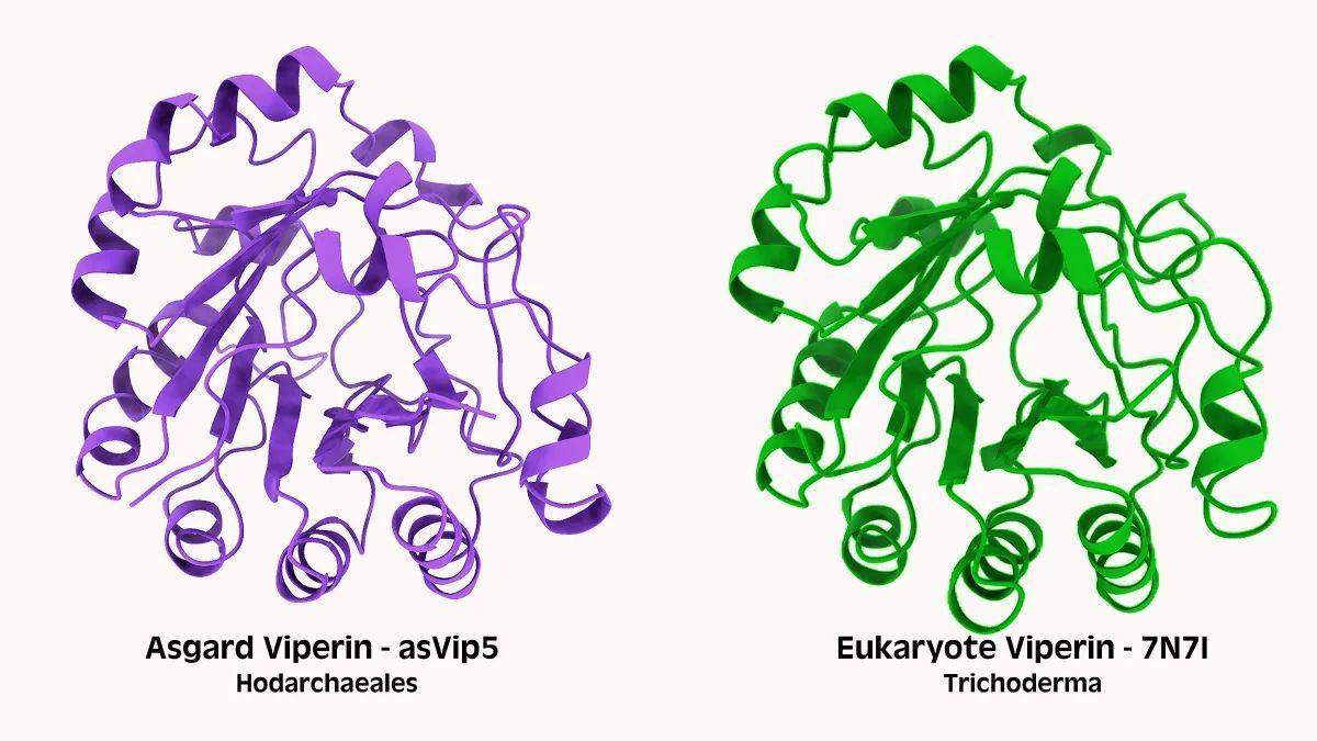 Una comparación de proteínas inmunes llamadas viperinas en Asgard archaea (izquierda) y en eucariotas, un grupo de organismos que representan a la vida compleja e incluye a los humanos (derecha). Las formas tridimensionales son sorprendentemente similares, lo que sugiere que también funcionan de manera semejante.