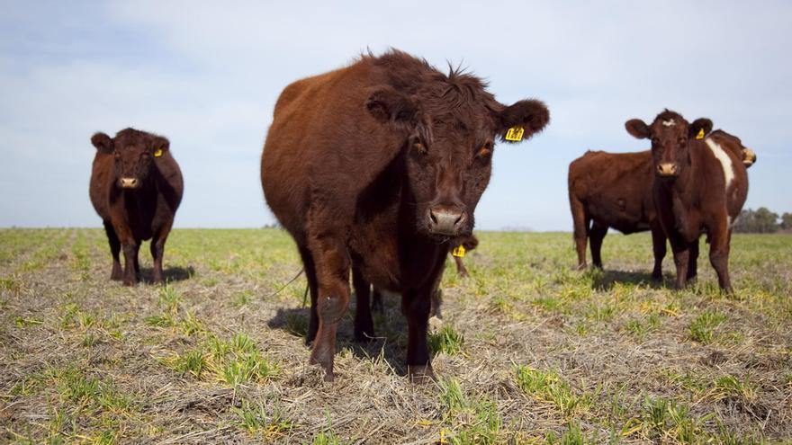 Descubren cómo saber si los animales sufren mediante Inteligencia Artificial