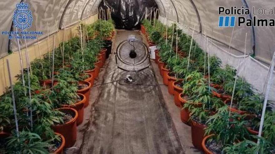 Cultivo de marihuana desmantelado por la PolicÃ­a Local de Palma.