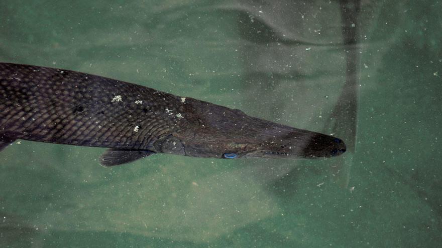 Uno de los peces cocodrilo que ya habitan en el Bioparc.