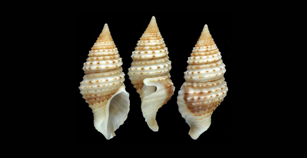 'Turridrupa magnifica', nuevo caracol marino