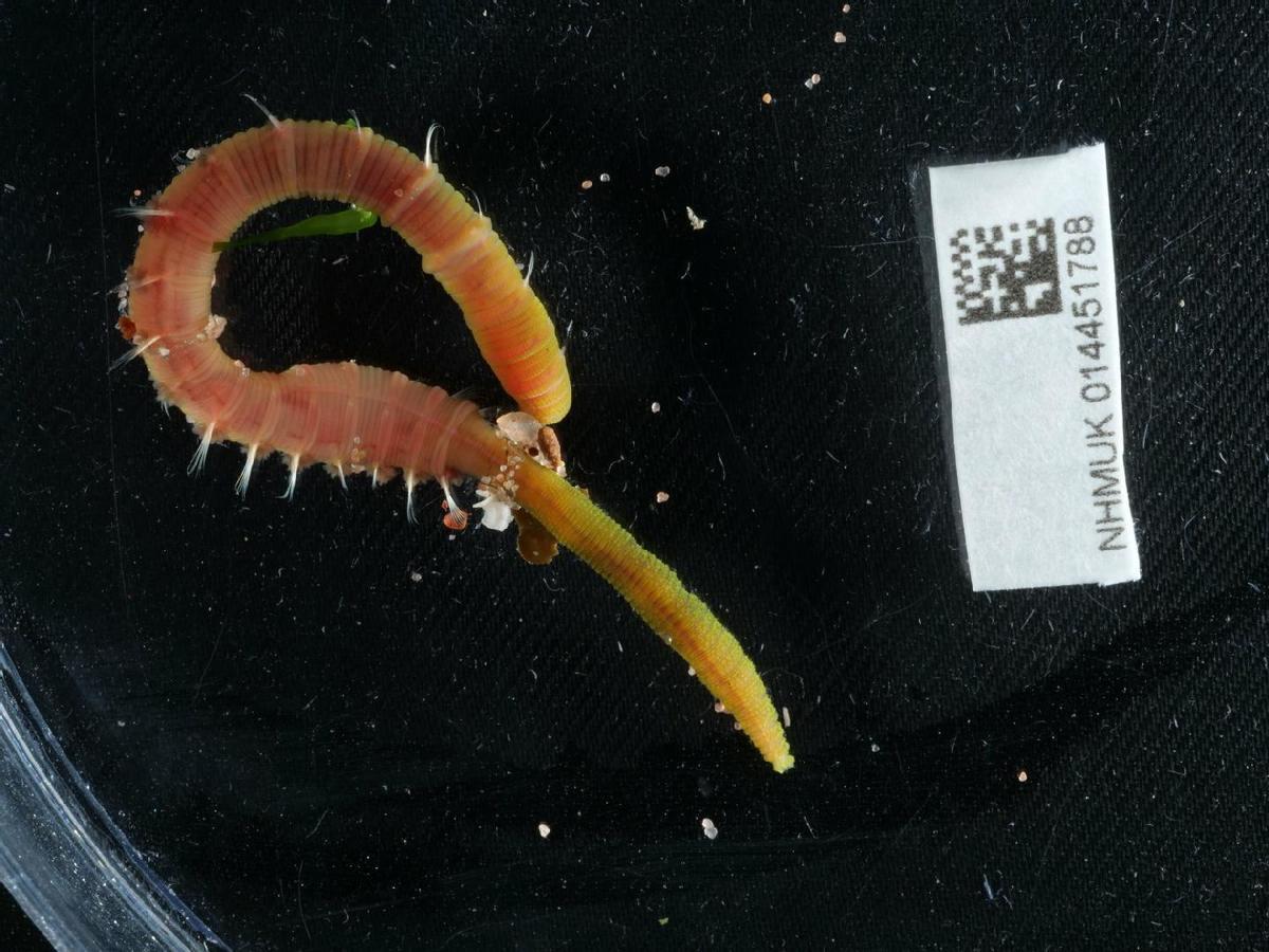 Ejemplar de la Arenicola Marina, en cuya sangre se encuentra la molécula M101