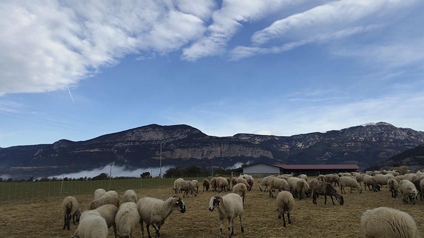 Ramat. Des del cap del Pla (Solsonès) trobem aquest ramat d’ovelles pasturant a primera hora del matí.