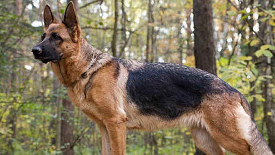 Imagen de un perro pastor alemán similar al del ataque.