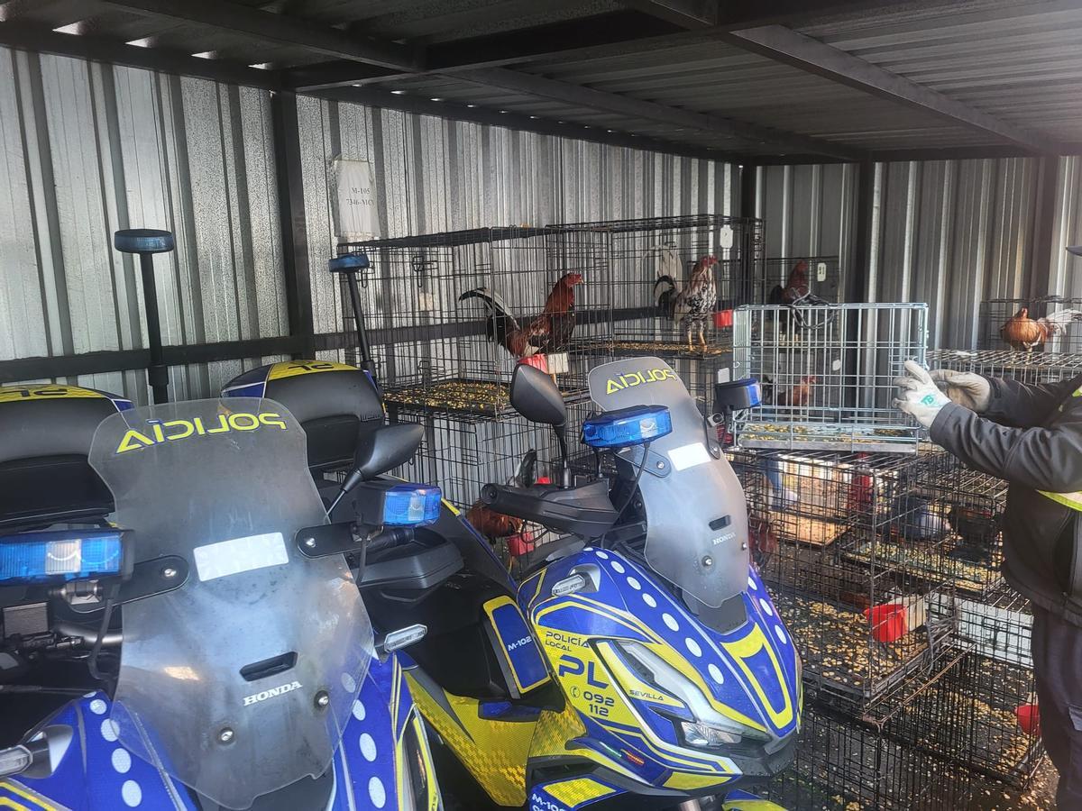 Imagen de los gallos en la Comisaría de Sevilla.