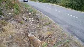 El Ministerio de Transición Ecológica legisla cómo retirar de las carreteras los animales atropellados