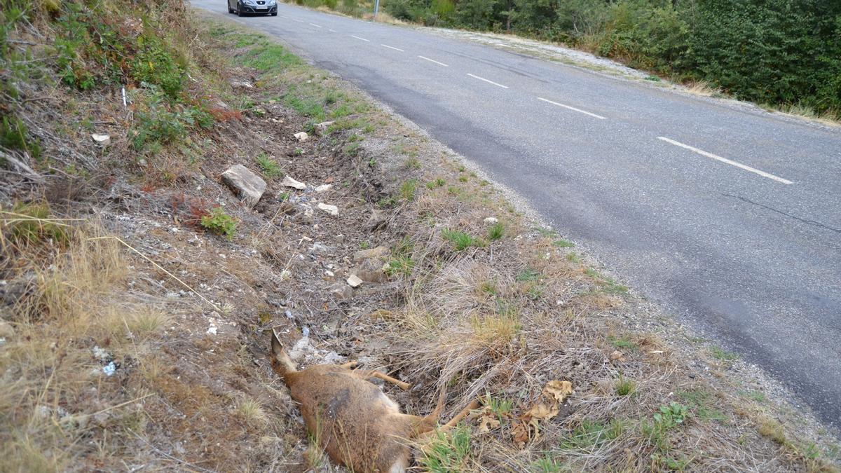 Un corzo atropellado en agosto en la carretera de Porto.