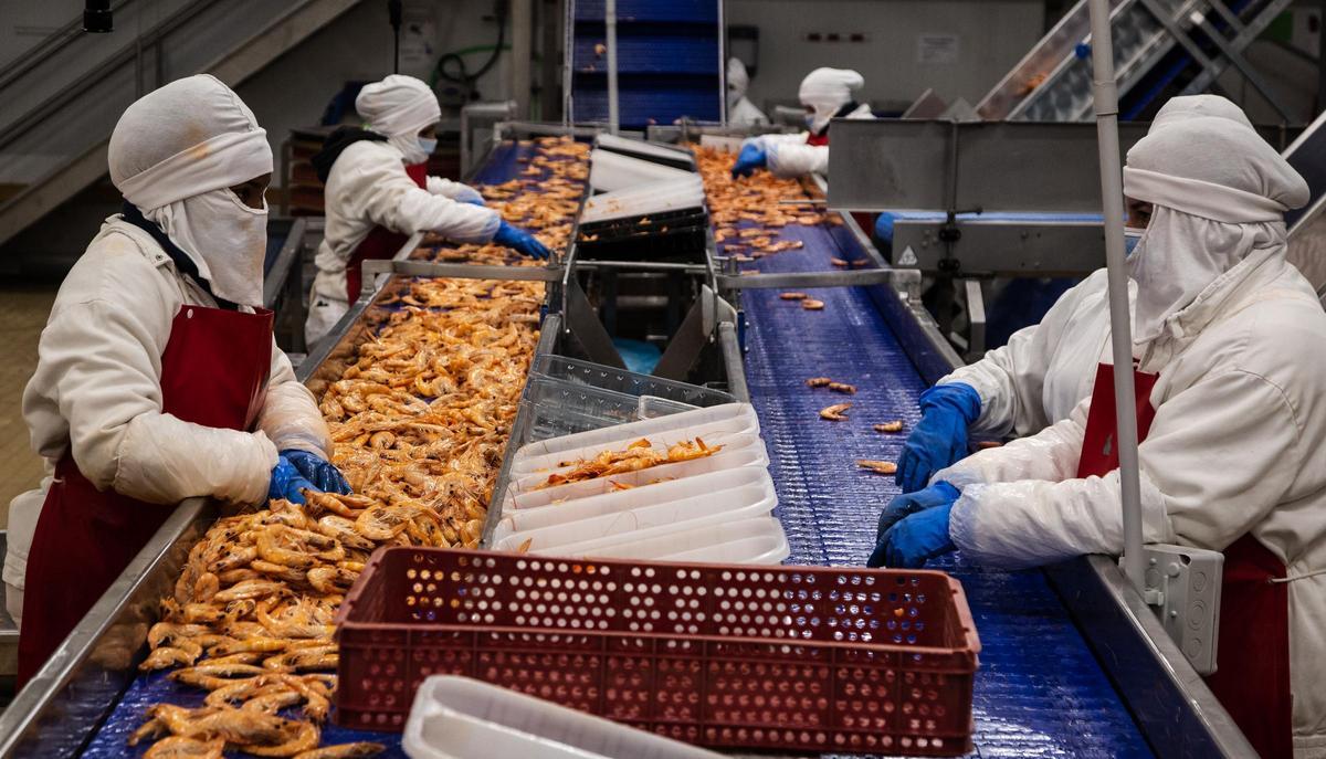 Trabajadores de Gambafresh, el mayor procesador de langostino de España, en la fábrica de Valdorros. 