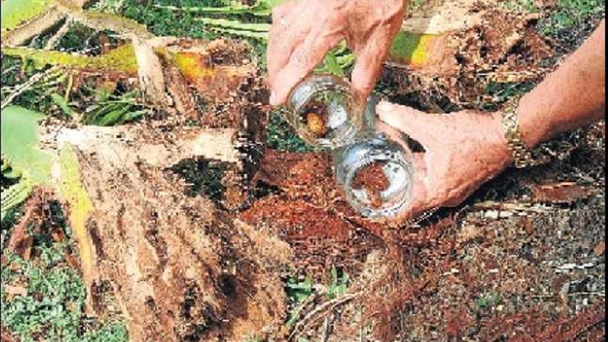 Los daños del picudo son irreversibles cuando el insecto se introduce en el tronco de la palmera