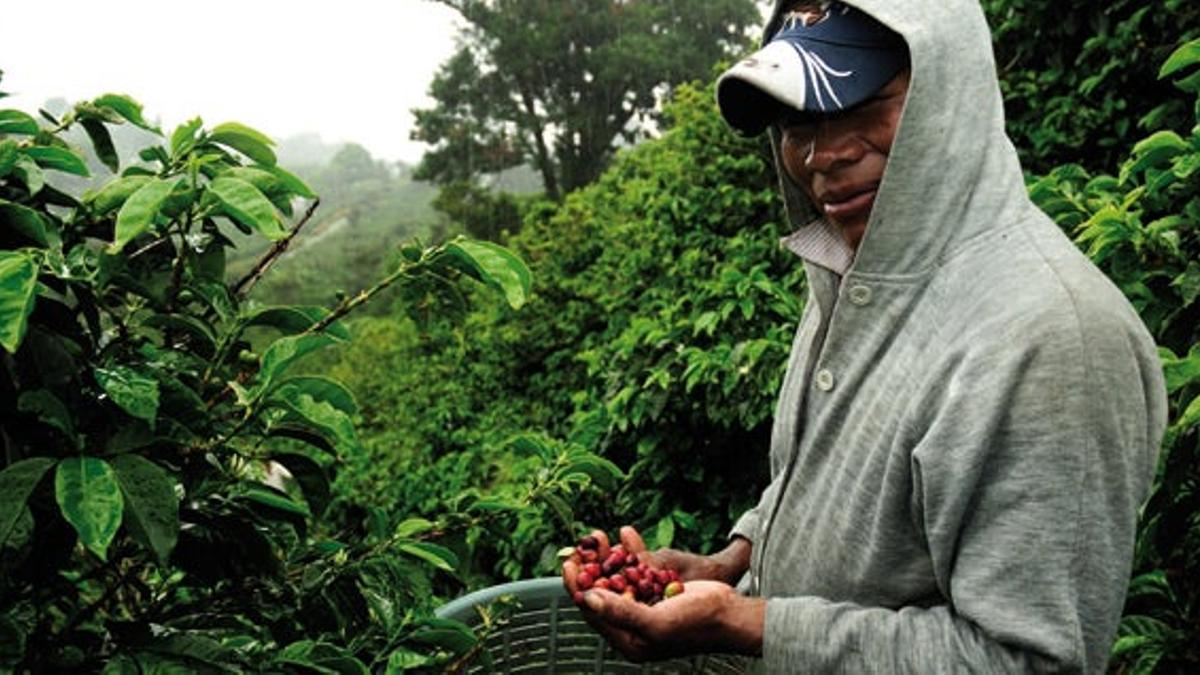 La provincia de Chiriquí concentra
las fincas cafetaleras
del país gracias a su clima
fresco.