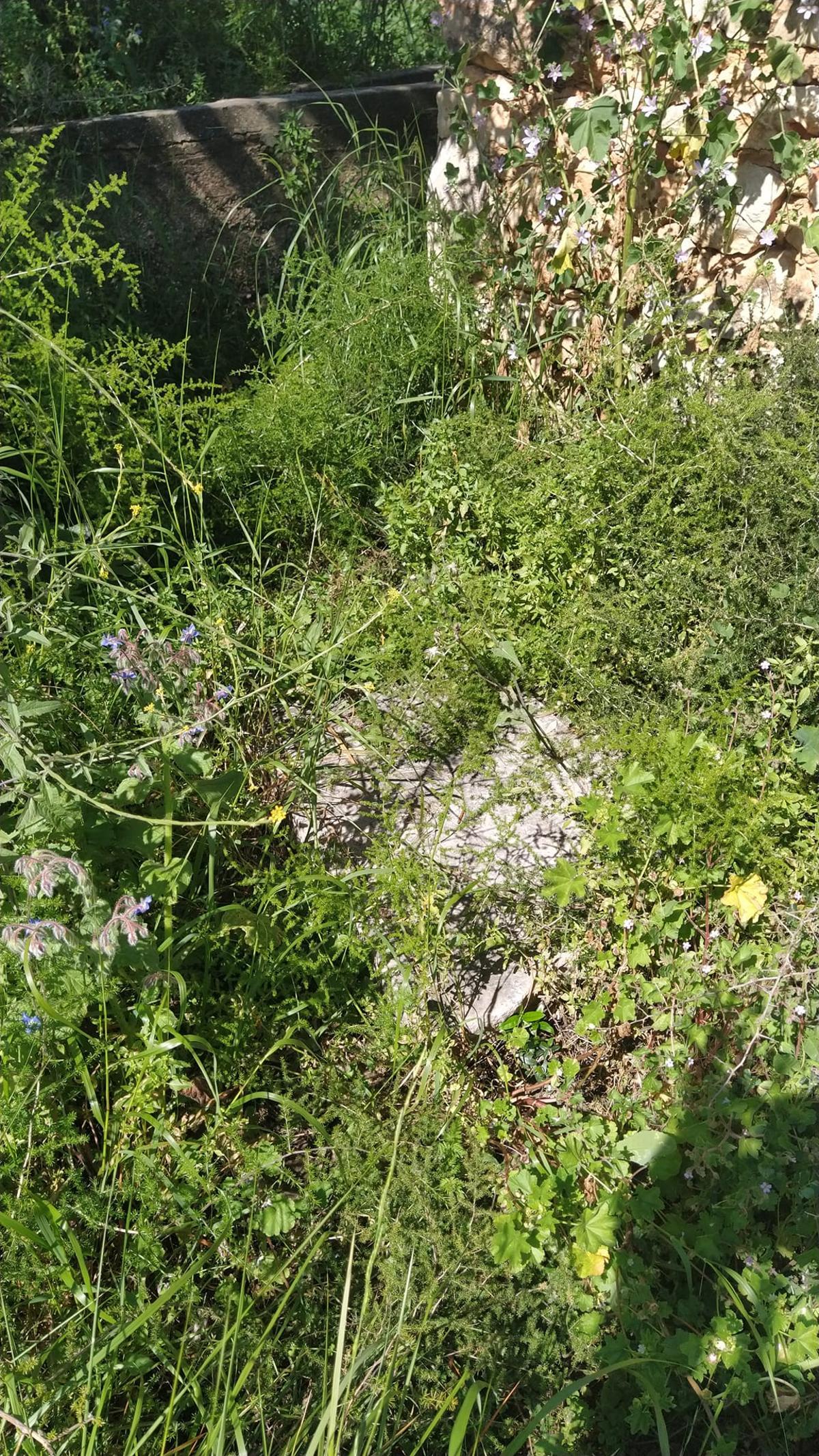 La lápida, cubierta de vegetación, en la actualidad.