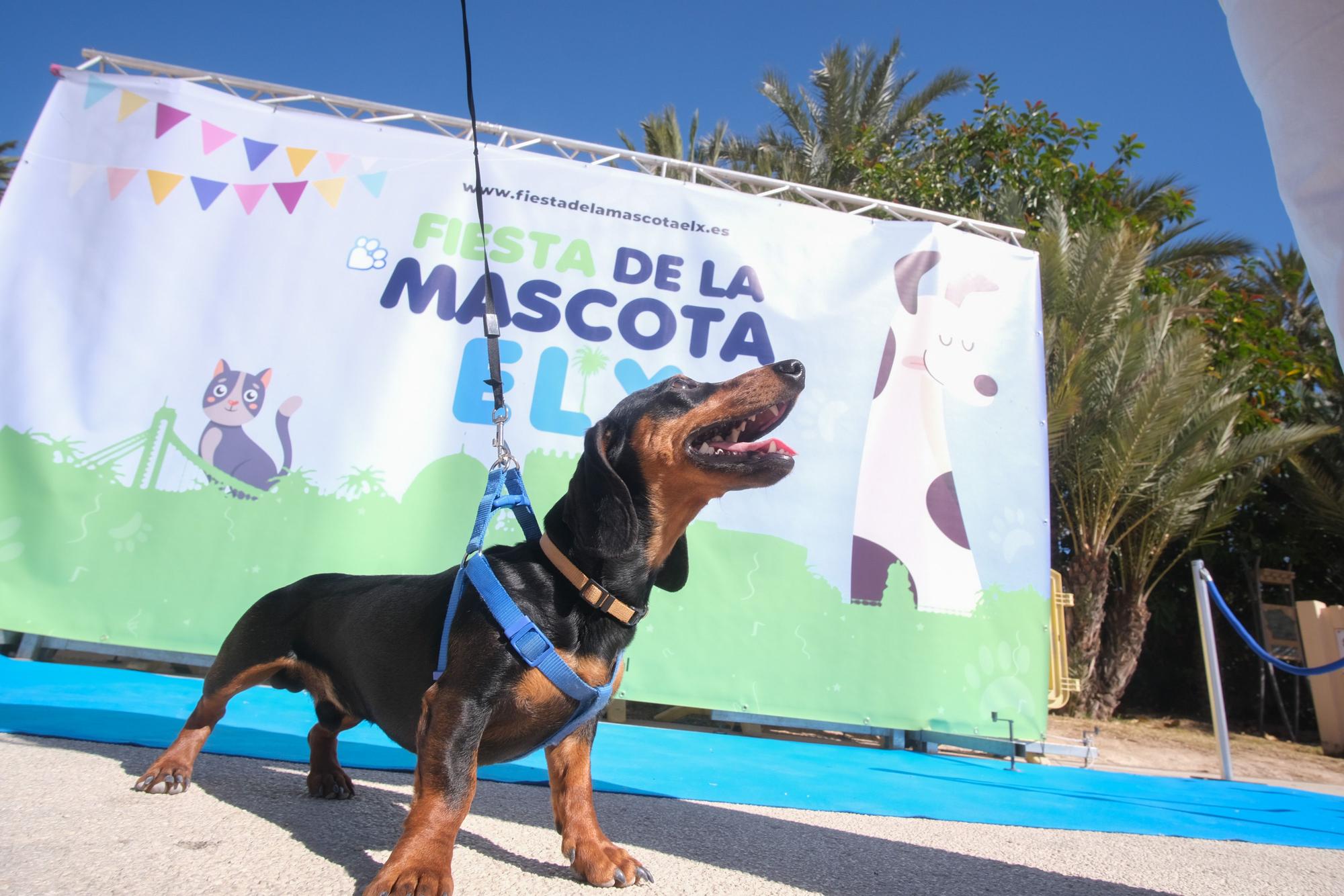 Fiesta de las mascotas en Elche