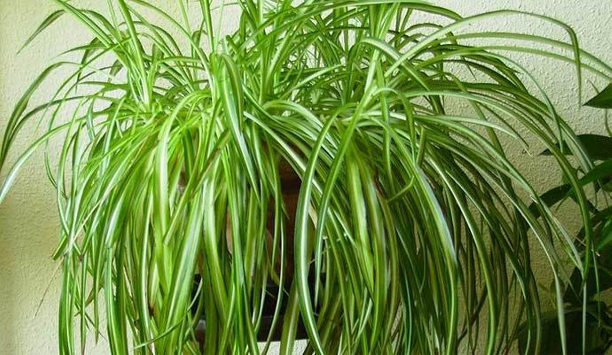 Las plantas que más tiempo duran sin regar