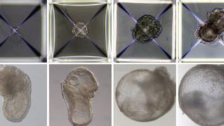 Crean los primeros embriones sintéticos del mundo, sin necesidad de útero, óvulos o esperma