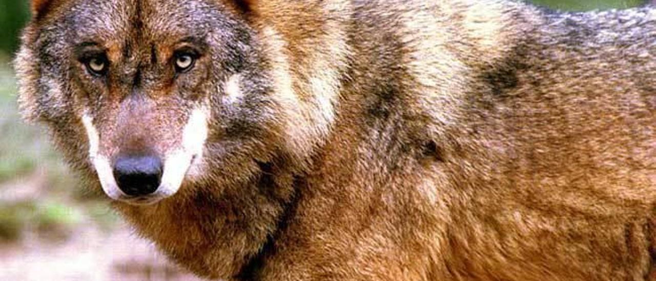 Un ejemplar de lobo en Asturias.