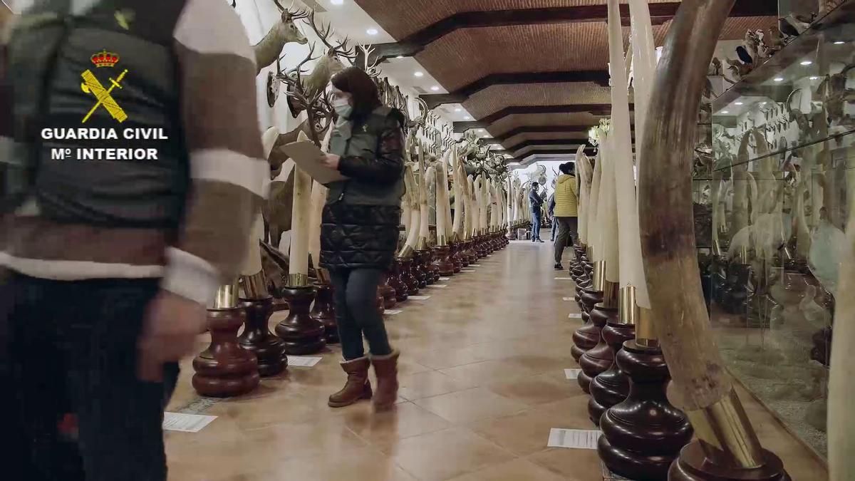 FOTOS | Las imágenes de la colección de animales disecados hallada en Bétera, la más grande de España