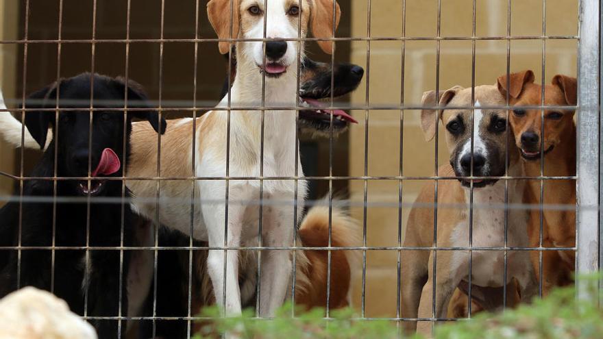 Un grupo de perros en la Protectora de Málaga.