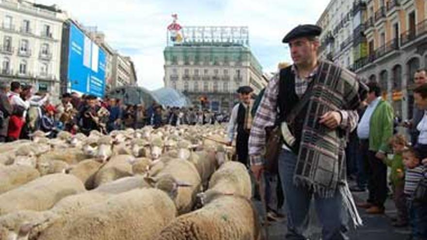 2.000 ovejas merinas extremeñas inician la trashumancia