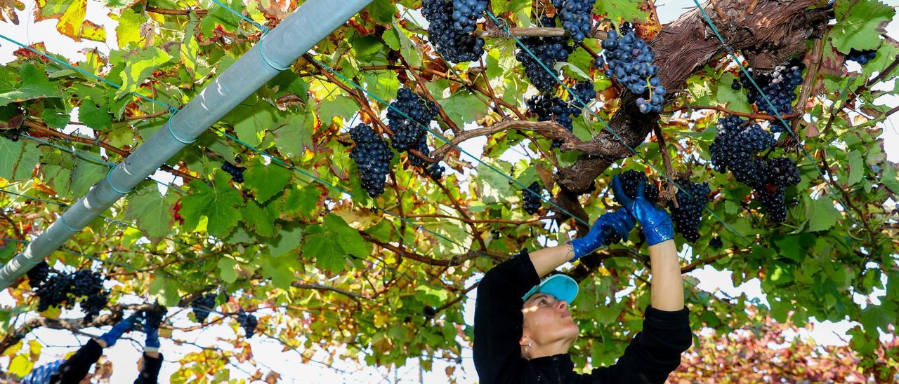 Vendimia de caiño para tinto Rias Baixas en una finca