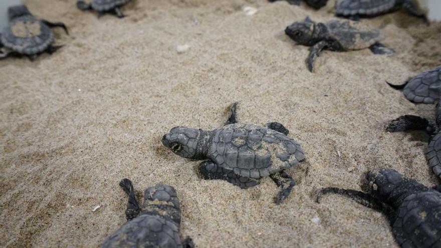 Las tortugas que nacieron en Sueca regresan al mar después de un año