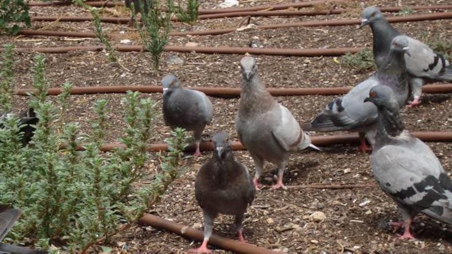 L&#039;Ajuntament fa 6 mesos que no caça coloms per les queixes d&#039;animalistes