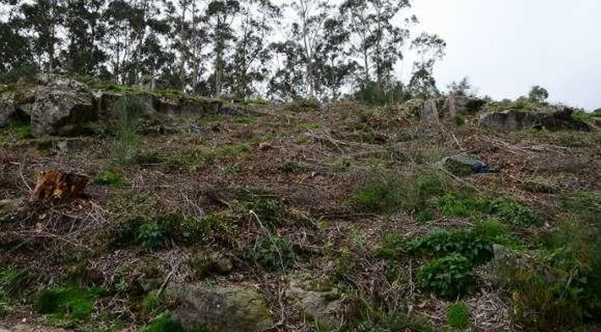 Decenas de personas devastan eucaliptos del monte de Darbo para plantar frondosas