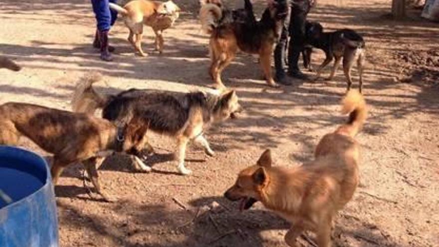 Algunos de los perros recogidos por Ribercan, en el refugio.