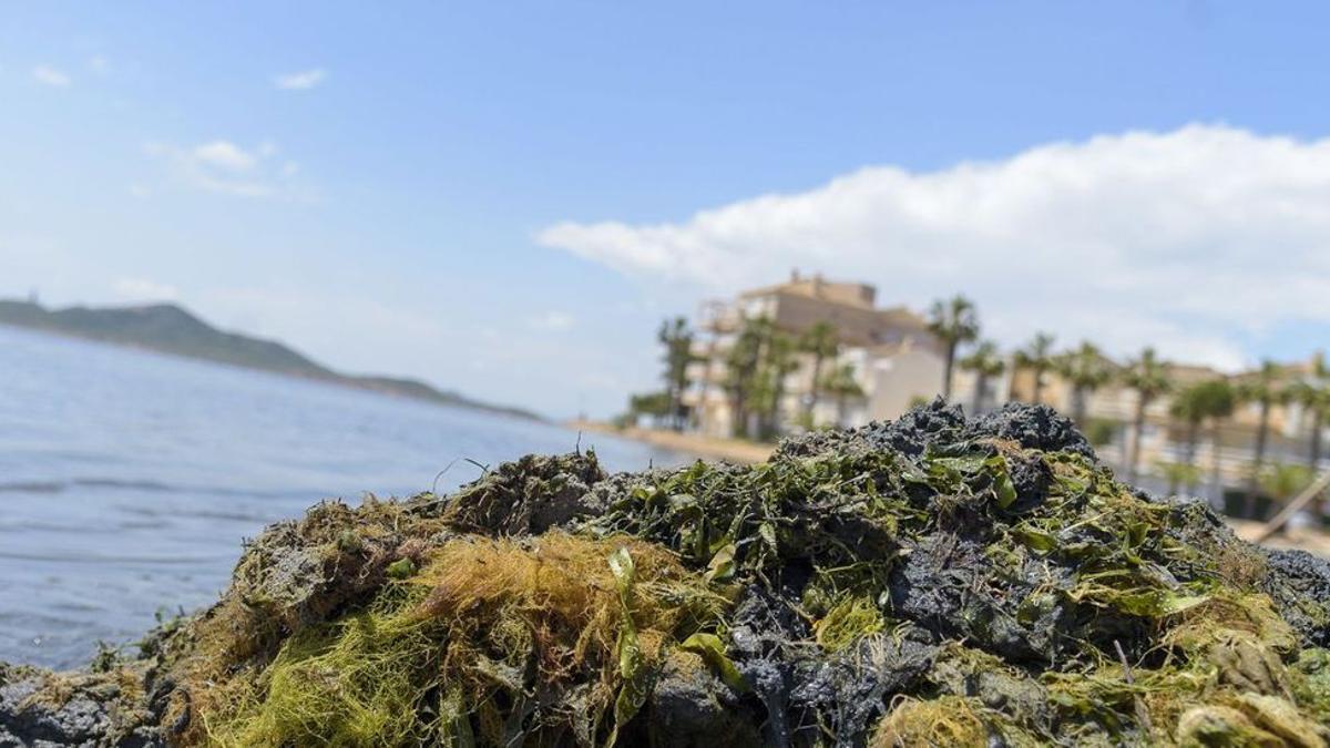 Una operaria recoge las algas acumuladas en una playa de La Manga.