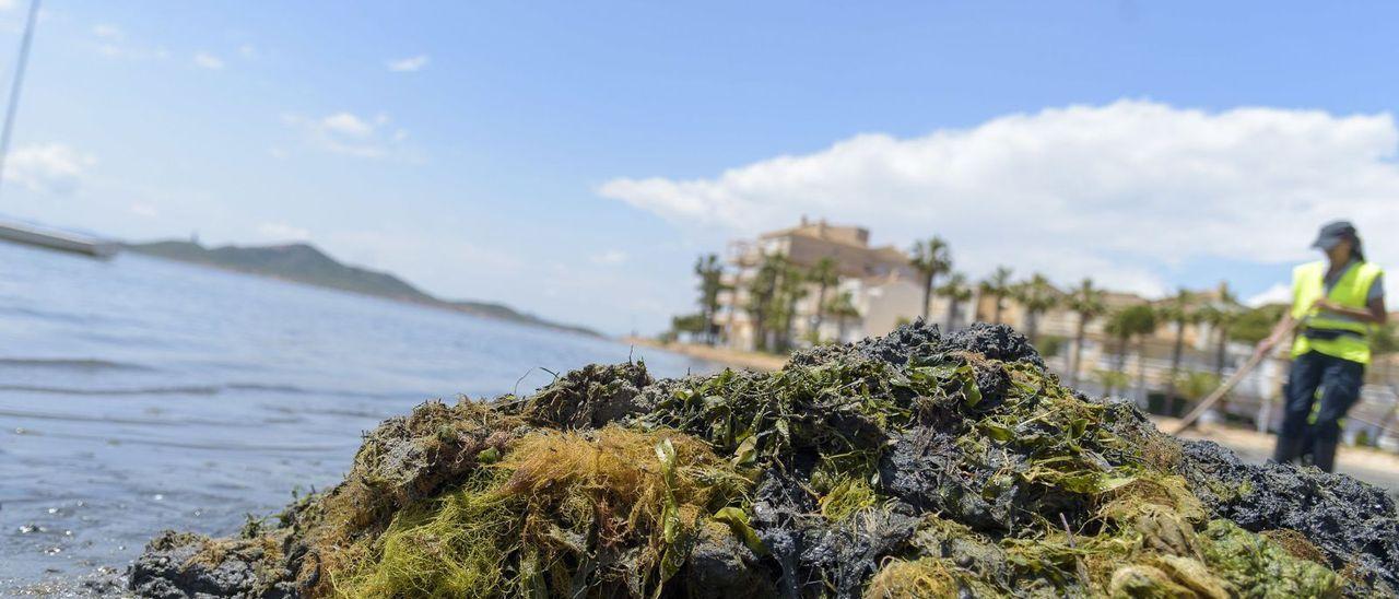 Una operaria recoge las algas acumuladas en una playa de La Manga.