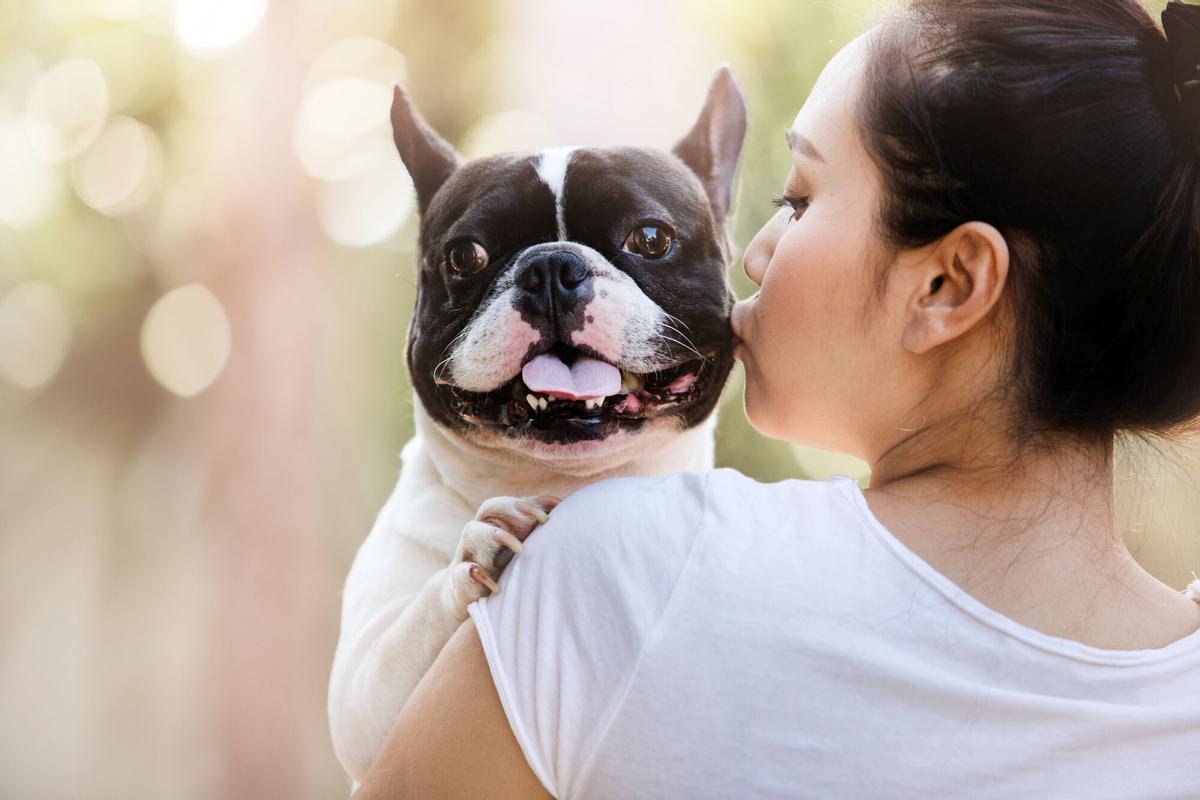 Un bulldog francés.