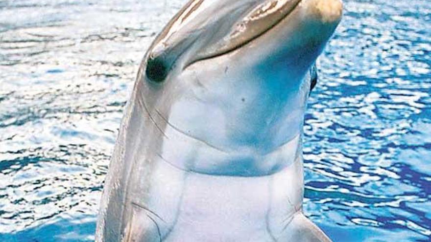 Imagen de un delfín mular.  // Fdv