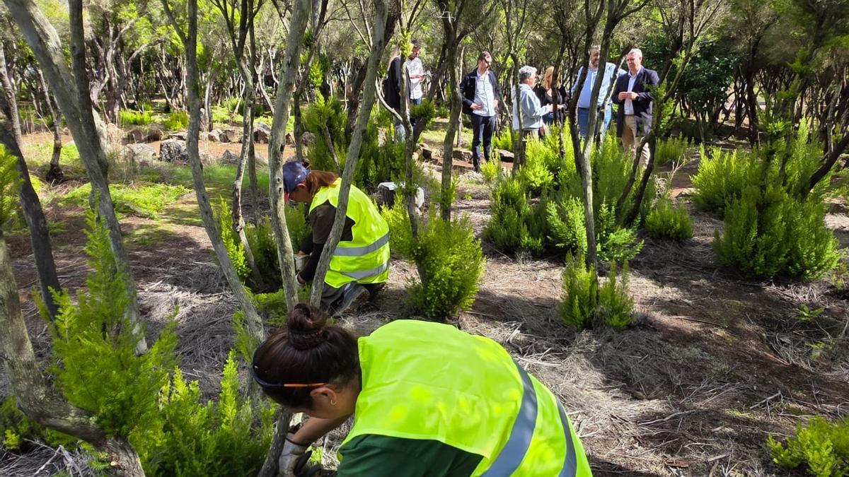La Laguna culmina el Plan de Empleo Rural con actuaciones de recuperación ambiental en la Mesa Mota y San Roque