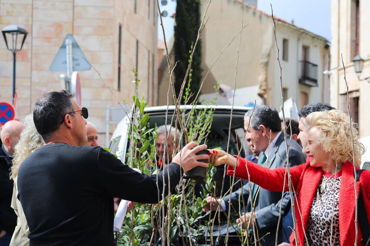 Zamora. La diputación de Zamora reparte 1.700 plantas de morera, castaño híbrido resistente a la tinta y laurel