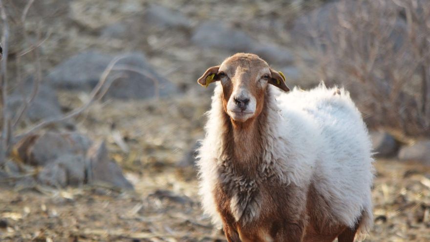 Recompensa de mil euros a quien encuentre cinco ovejas robadas en el sur de Tenerife