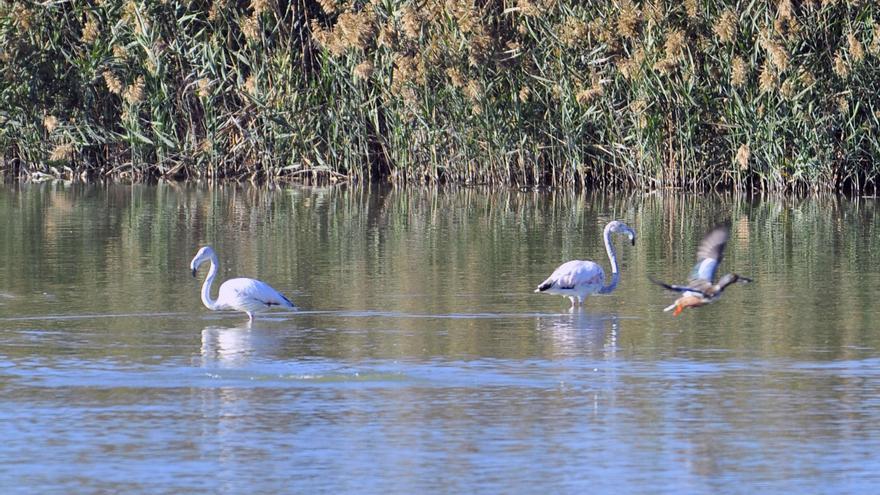 El Hondo cuadruplica el censo de aves porque el calor retrasa su migración