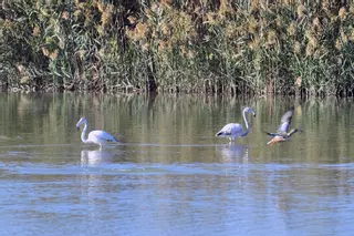 El Hondo cuadruplica el censo de aves porque el calor retrasa su migración