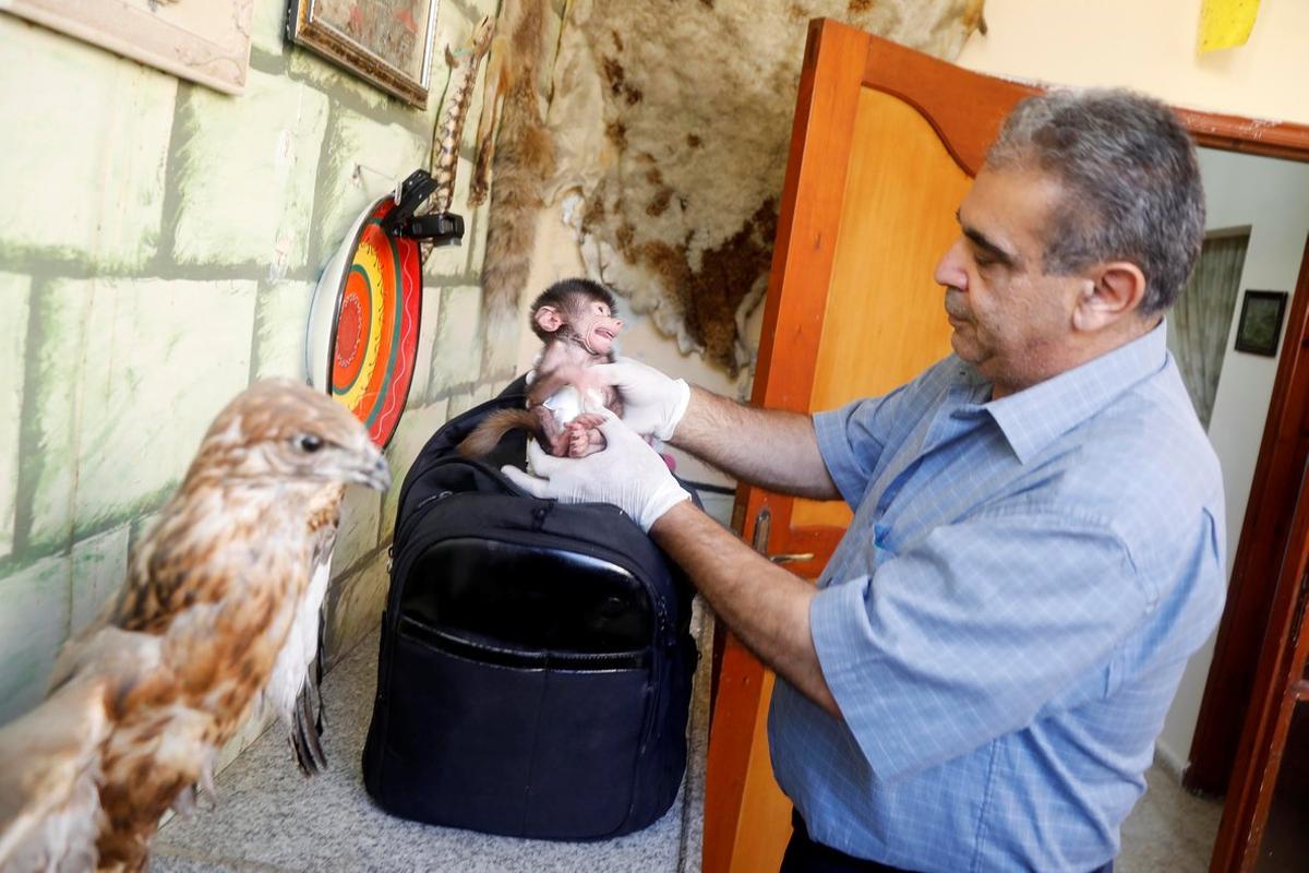 El veterinario palestino Sami Khader cuida la cría de babuíno nacida en el Zoo de Qalqilya
