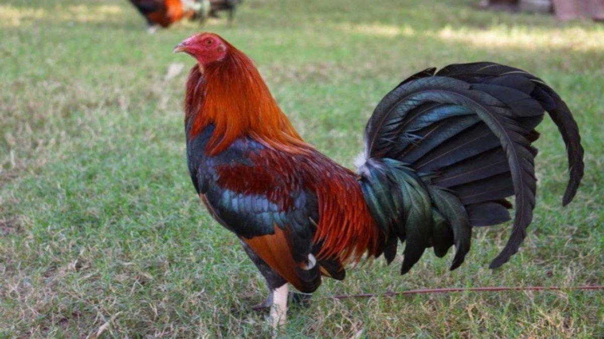 Un gallo de peleas mata a su dueño con una cuchilla