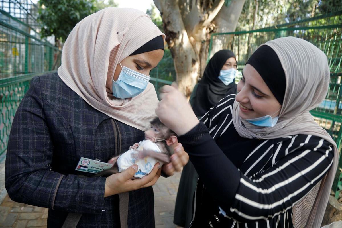 Visitantes sostienen una cría de babuino en el Qalqiliya Zoo (Palestina) donde los trabajadores aseguran que el confinamiento por el coronavirus ha coincidido con un ’boom’ de nacimientos de animales.