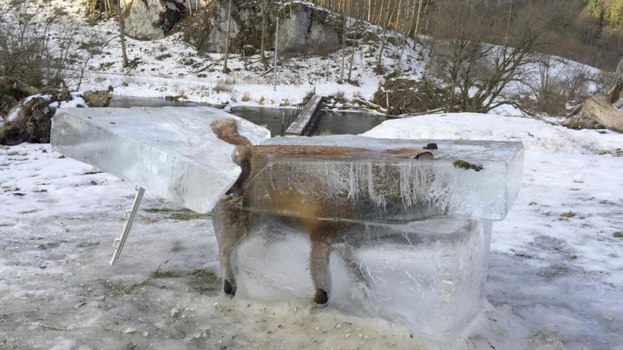 Un zorro congelado, insólita imagen del frío en Europa