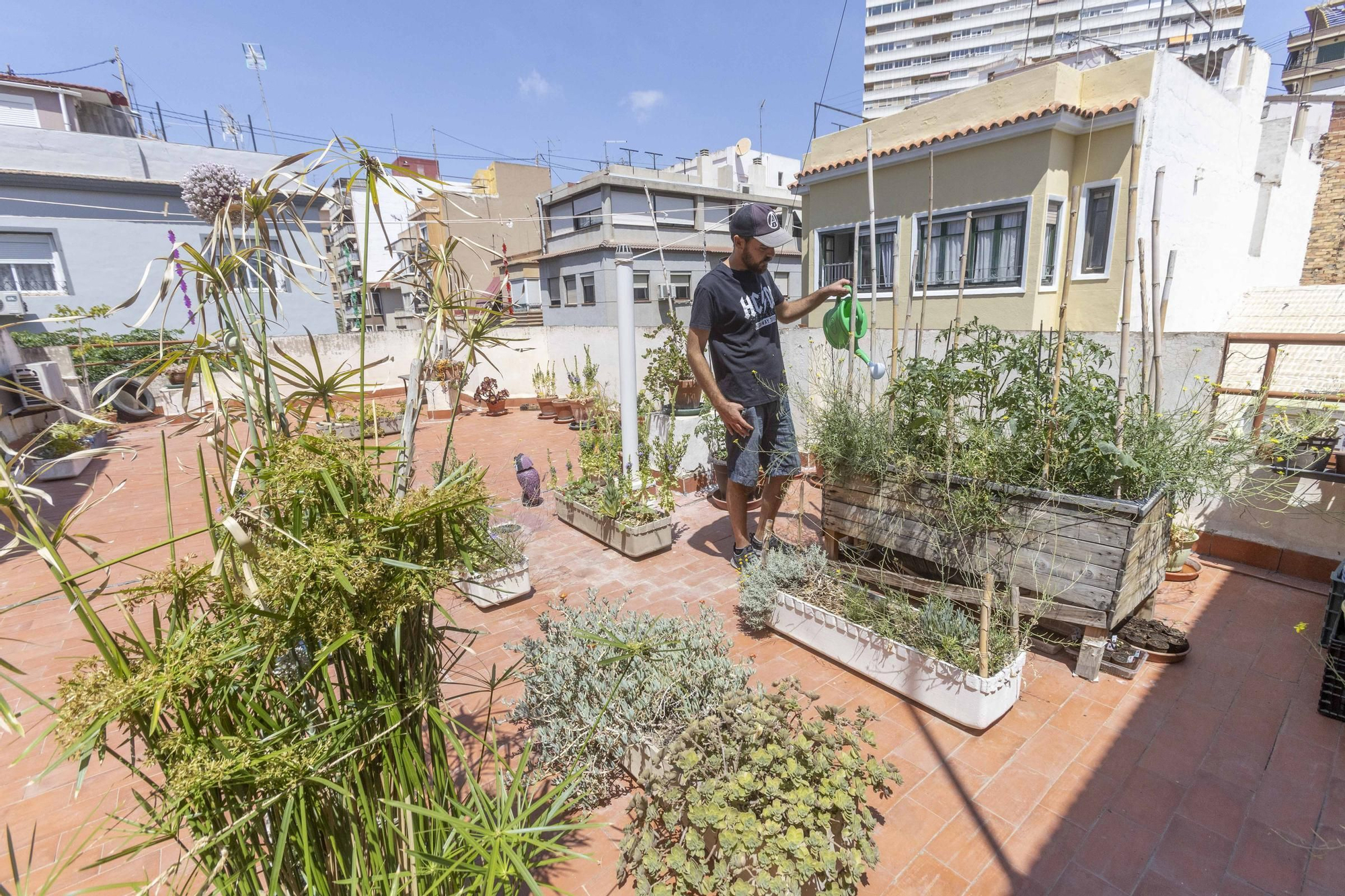 Los huertos en balcones y terrazas son ya una tendencia al alza en la provincia de Alicante