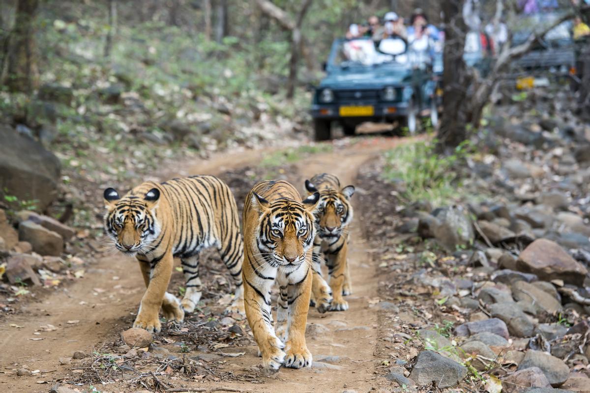 El Parque Nacional de Ranthambore, situado en Rajastán (India), es uno de los mejores lugares del mundo para avistar al majestuoso tigre de Bengala en su hábitat natural. Con una población aproximada de 70 tigres salvajes, la reserva ofrece safaris en vehículos 4x4 o camiones (canters) organizados estrictamente por zonas