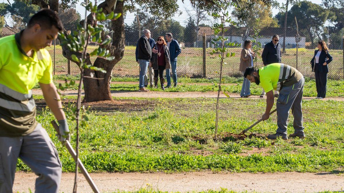 Operarios plantan árboles en el Parque de los Exploradores en Santa Ana