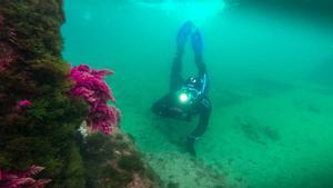 La bióloga marina Andrea Comaposada, durante el snorkel científico de Anèl•lides de este jueves, en la zona de baños del Fòrum.