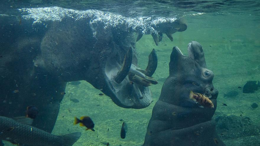 Gori, el bebé hipopótamo de Bioparc Valencia cumple seis meses